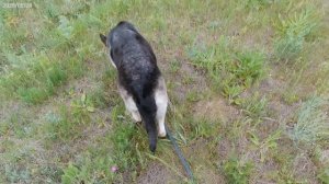 Ява. След на лугу короткий.