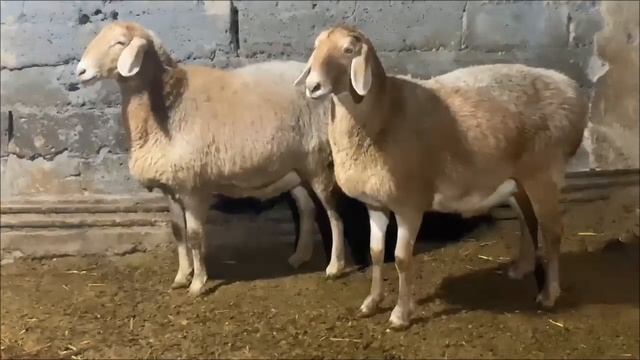 Асалам алейкум На продажу переярки Котные Цена за 2 го? смотреть онлайн