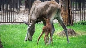 В большом семействе лосей родился третий лосенок.