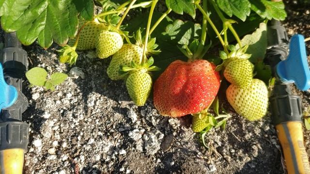 Собираю клубнику Купчиху и Азию на своём участке.