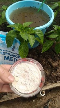 Сделайте Подкормку Перцу Этими Двумя Компонентами. И Результат Вас Порадует!