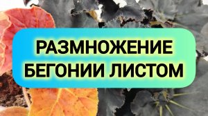РАЗМНОЖЕНИЕ БЕГОНИИ ЛИСТОМ