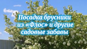 Покупки из питомника: брусника и флокс шиловидный. Посадка брусники