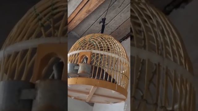 Кабки дулан аз 1 кело боло