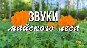 Природа Сибири. Звуки майского леса