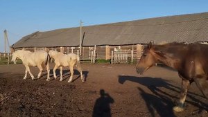 Огромный жеребец пришел в табун