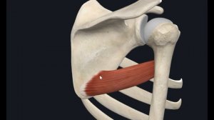 Стенки подмышечной полости 3D Анатомия