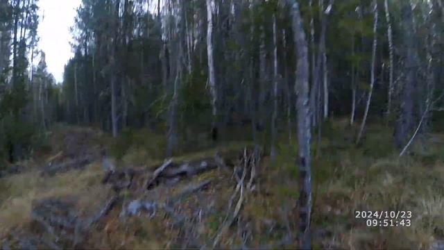 Охота, собакен ушёл за лосем и пропал, камера и телефон смотреть онлайн