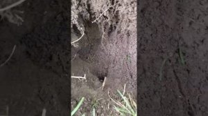 Как избавиться от крота на участке при помощи средства Bros karbld.