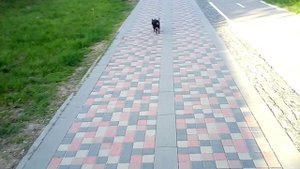 ПЕРЕХОД ДОРОГИ С СОБАКАМИ КАК ПРАВИЛЬНО