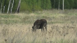 Лось, просто лось