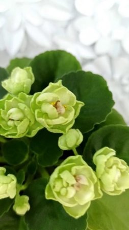 Фиалка Hunter's Cabbage Goddess