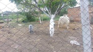 Козы танцуют