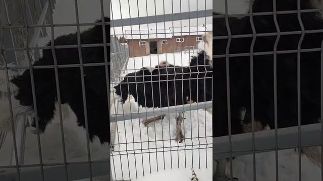 Брачный танец страуса
