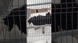 Брачный танец страуса