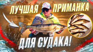 С ЭТОЙ ПРИМАНКОЙ, ВСЕГДА БУДЕТЕ С УЛОВОМ. РЫБАЛКА НА СПИННИНГ С БЕРЕГА. Рыбалка 2025