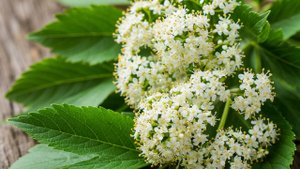 Народные рецепты от головных болей при нервных заболеваниях.