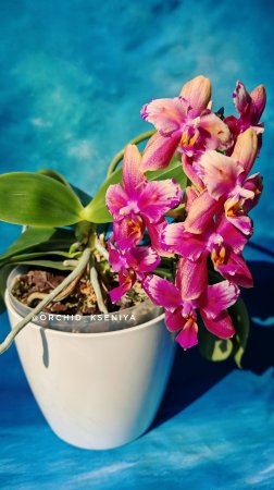 Phal. Liodoro бабочка в домашнем цветении 🌺 Яркий ароматный восковой фаленопсис из Голландии