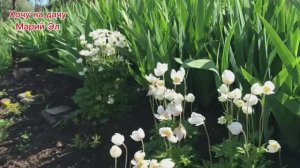 Дела садовые - посадка, пересадка. Обзор на 25.05.25г.