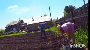 Как сажают картошку на АЛТАЕ И Наслаждаемся природой,купили первый раз