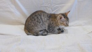 cat_tabby_r 05-2025
