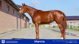Продается молодая кобыла «Мачта»