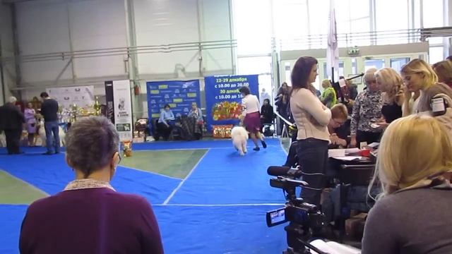 Монопородная выставка ранга ПК клуба Президент смотреть онлайн