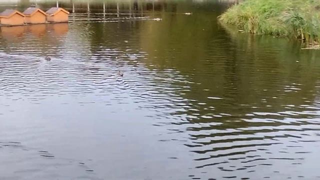 Удивительное рядом 🦆, Лукерьинский пруд, осень 2022 смотреть онлайн