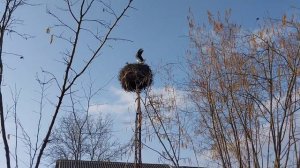 Драка аистов за гнездо!!!