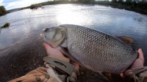 Рыбалка на Трофейного Жереха р.Ока