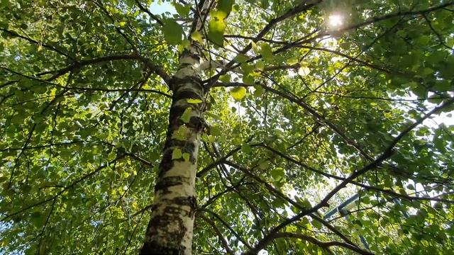 В горах жарко...Прохлада берёзовой аллеюшки.. смотреть онлайн