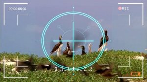 эффект камеры