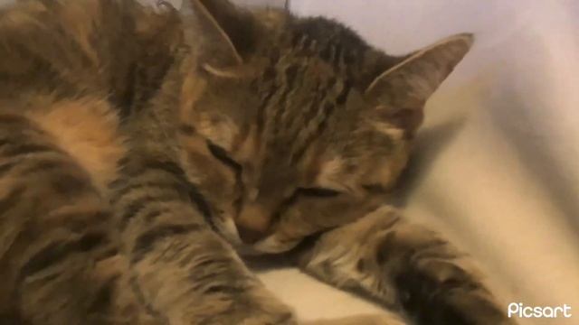 Майя спит на стуле смотреть онлайн