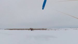 Лоси лисы  - под кайтом