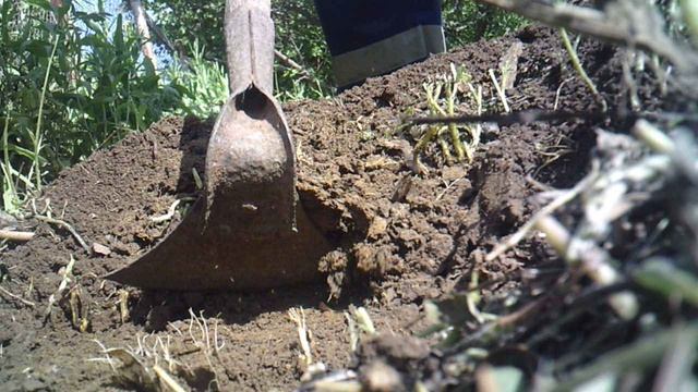 Делаю третью лунку для посадки семян тыквы