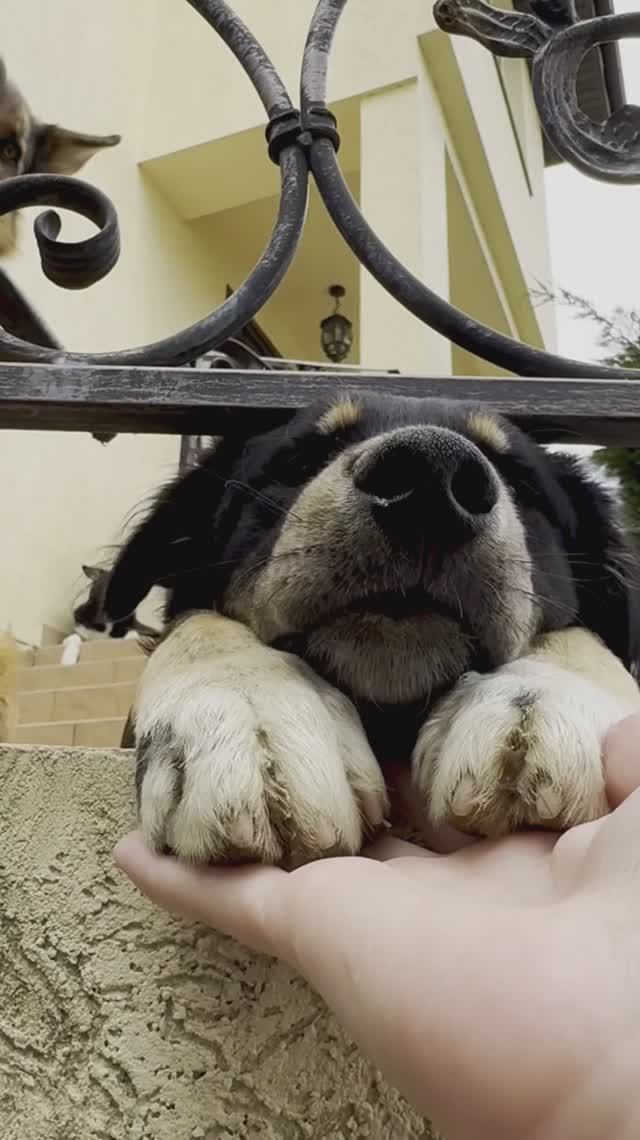 Щеночек Мэни