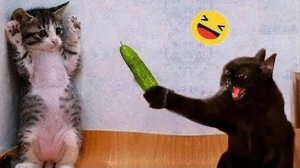 ПРИКОЛЫ С КОТАМИ😹 СМЕШНЫЕ КОТЫ И СОБАКИ🐶😹 СМЕШНОЕ ВИДЕО С ЖИВОТНЫМИ, ЮМОР #14