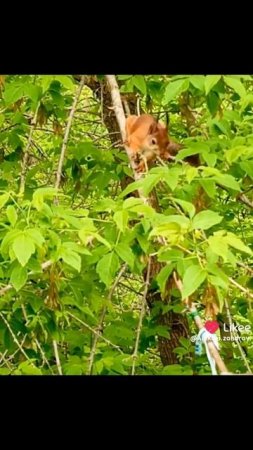 Случайно снял белку на камеру