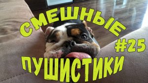 Я РЖАЛ ДО СЛЕЗ 😹 СМЕШНЫЕ КОШКИ И СОБАКИ  СМЕШНЫЕ ЖИВОТНЫЕ 2025 😹 ЛУЧШИЕ ПРИКОЛЫ #25