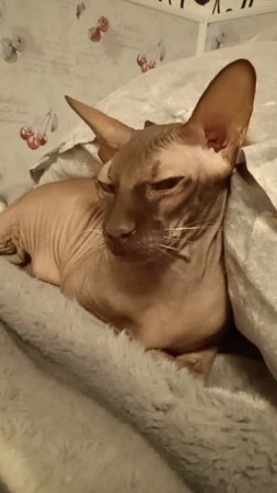 Кот Аватар