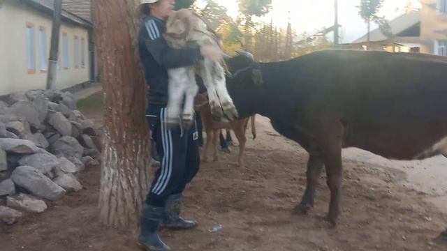 ДУСАР ГОВҲОИ ГУСОЛАДОРИ ФУРИШИ ТЕЛЕФОН. 409 23 23 23. 24 но? смотреть онлайн