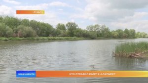 Кто отравил рыбу в Алатыре?