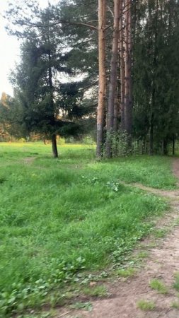 Walking through the beautiful village: появились комары в лесу