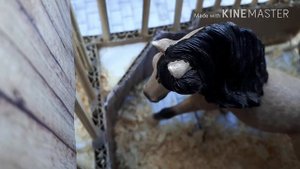 Сериал шляйх 1сезон 3 серия"гонки к победе"🙄😛