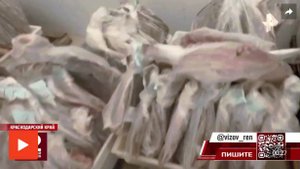 40 тонн нелегальных морепродуктов нашли на грязном складе в Краснодарском крае
