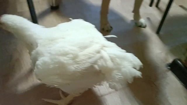 Яичница🍳 бройлер на кухне🐔 и "Гриб"