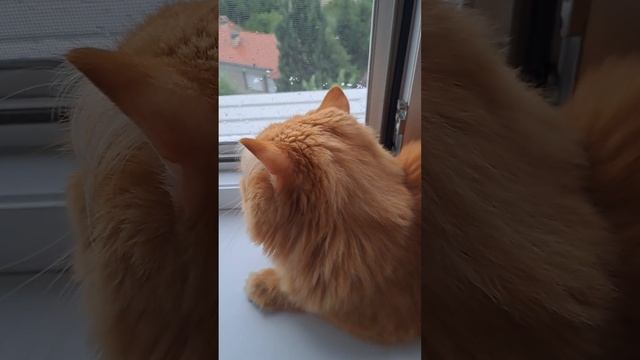 Врешті-решт ДОЩ😺 смотреть онлайн