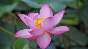 Зеленый пояс Амура (документальный фильм)