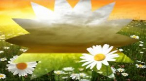 Ромашковое солнце. Детская песня