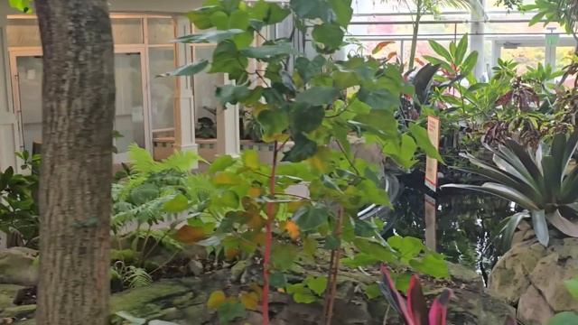 БОТАНІЧНИЙ САД ПІТСБУРГА 🇺🇸 Штат ПЕНСИЛЬВАНІЯ. Різн смотреть онлайн